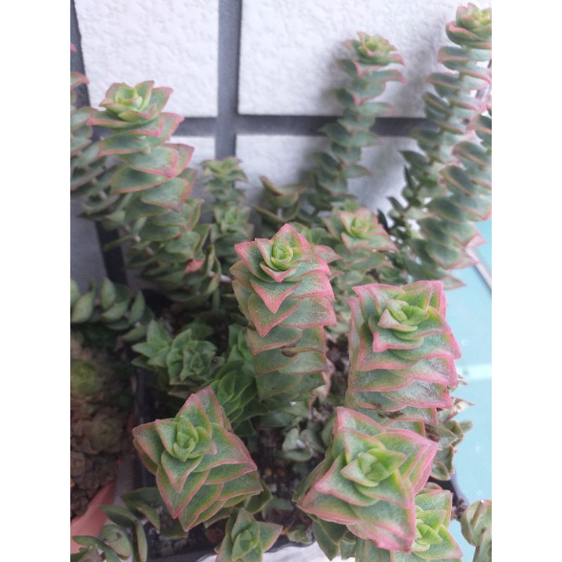 多肉植物十字星景 唯一 曬紅葉 7cm盆種植 蝦皮購物