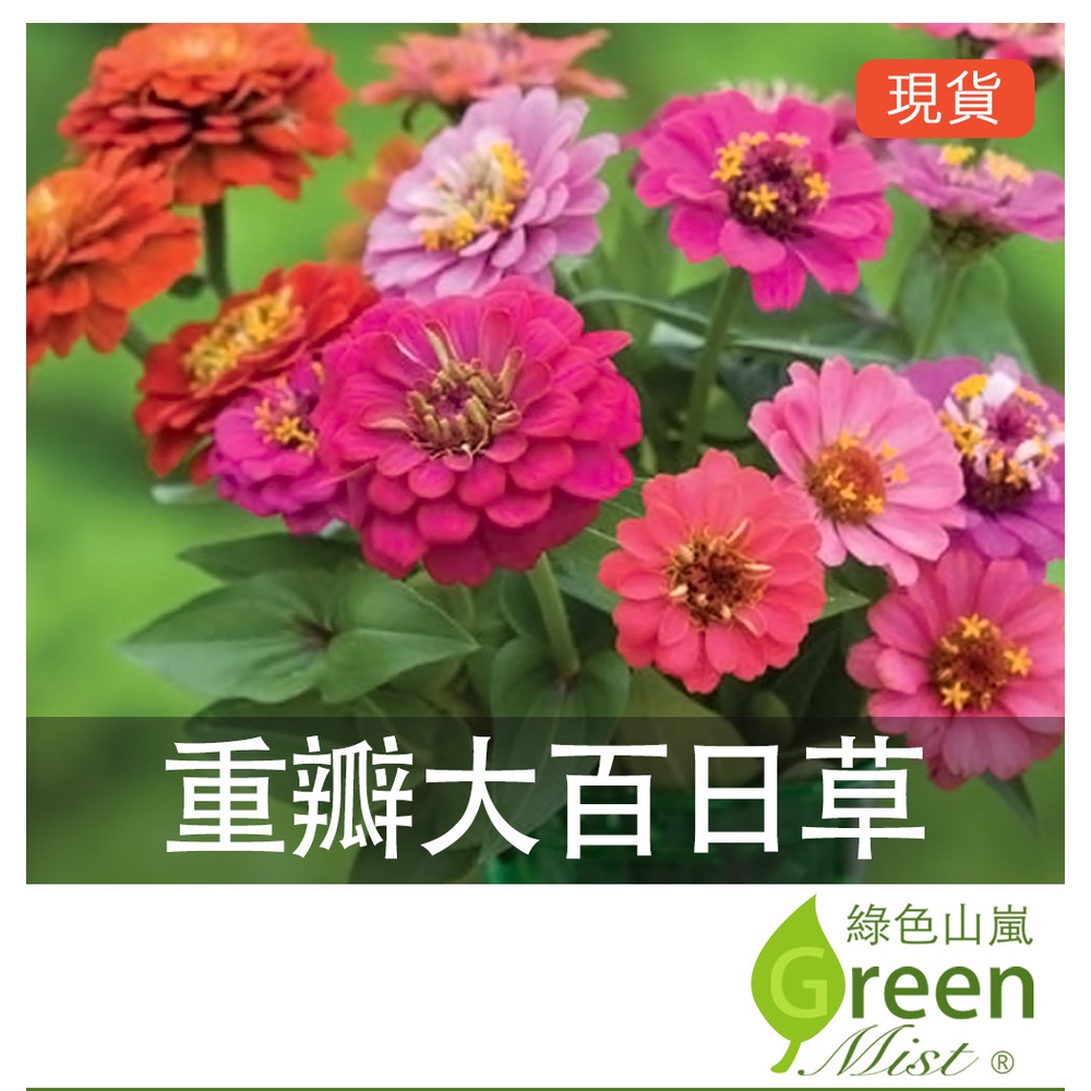 台灣現貨-重瓣大百日草混色(約200粒種子) 大百日草 百日菊 百日草 花卉種子 花海種子【綠色山嵐】