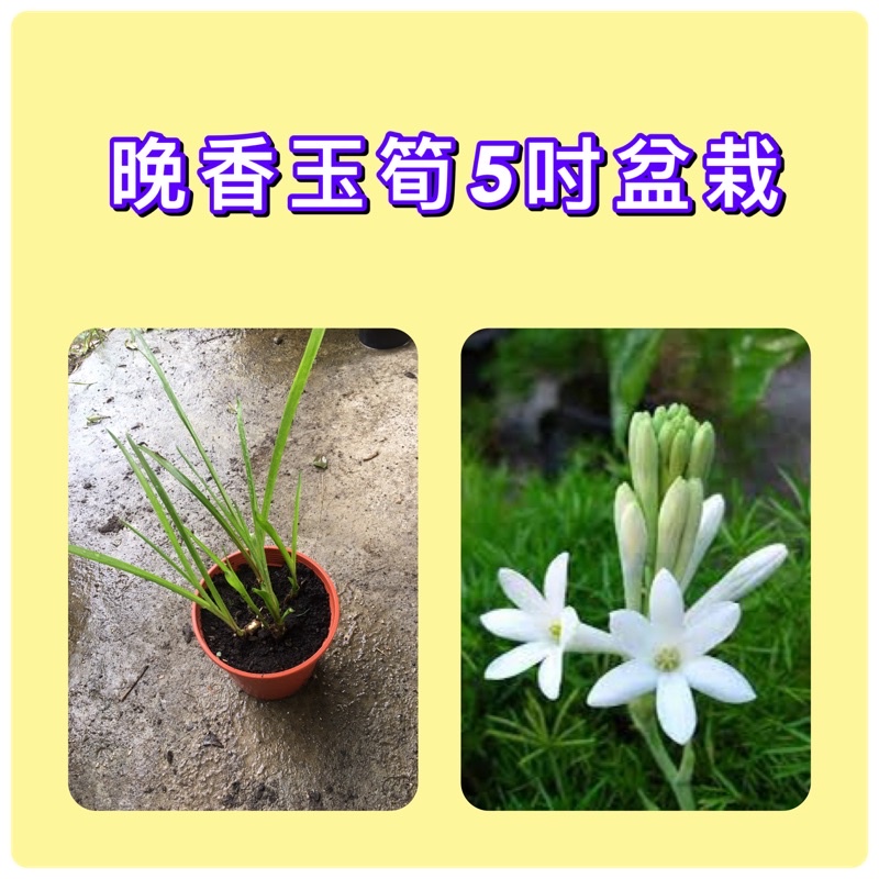 晚香玉筍 夜來香 月下香 玉簪花 5吋盆售價75元 內含多球苗可自行分株 蝦皮購物