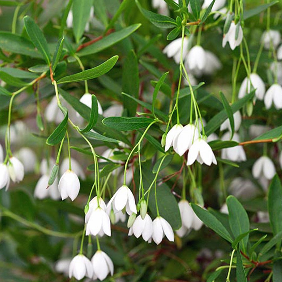 白花紡錘果畢氏海桐花sollya Heterophylla Alba 種子每份10顆 阿金的便秘花園s046 蝦皮購物