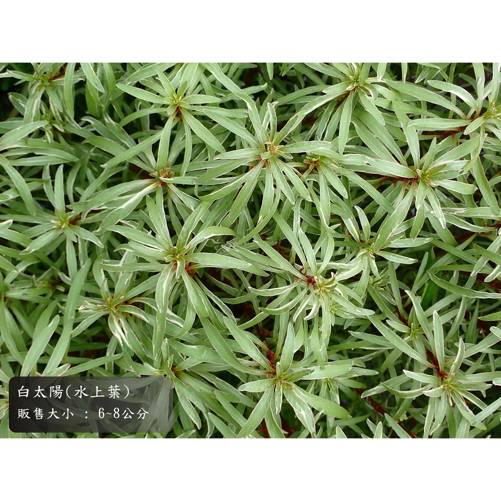 限量 白太陽水草 水上葉 10株 150元 蝦皮購物