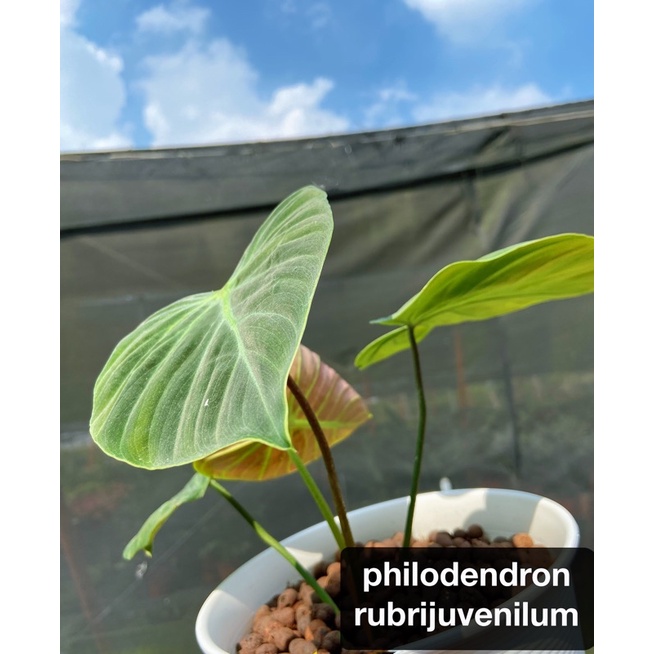 巧克力紅蔓綠絨#philodendron rubrijuvenilum