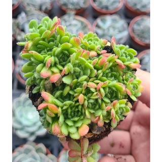 拂雲多肉植物 藍色波浪老欉三吋盆穩根含盆寄送 蝦皮購物