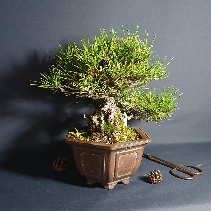 中品盆栽 六角盆型 半懸崖黑松13cm 松菓先生 蝦皮購物