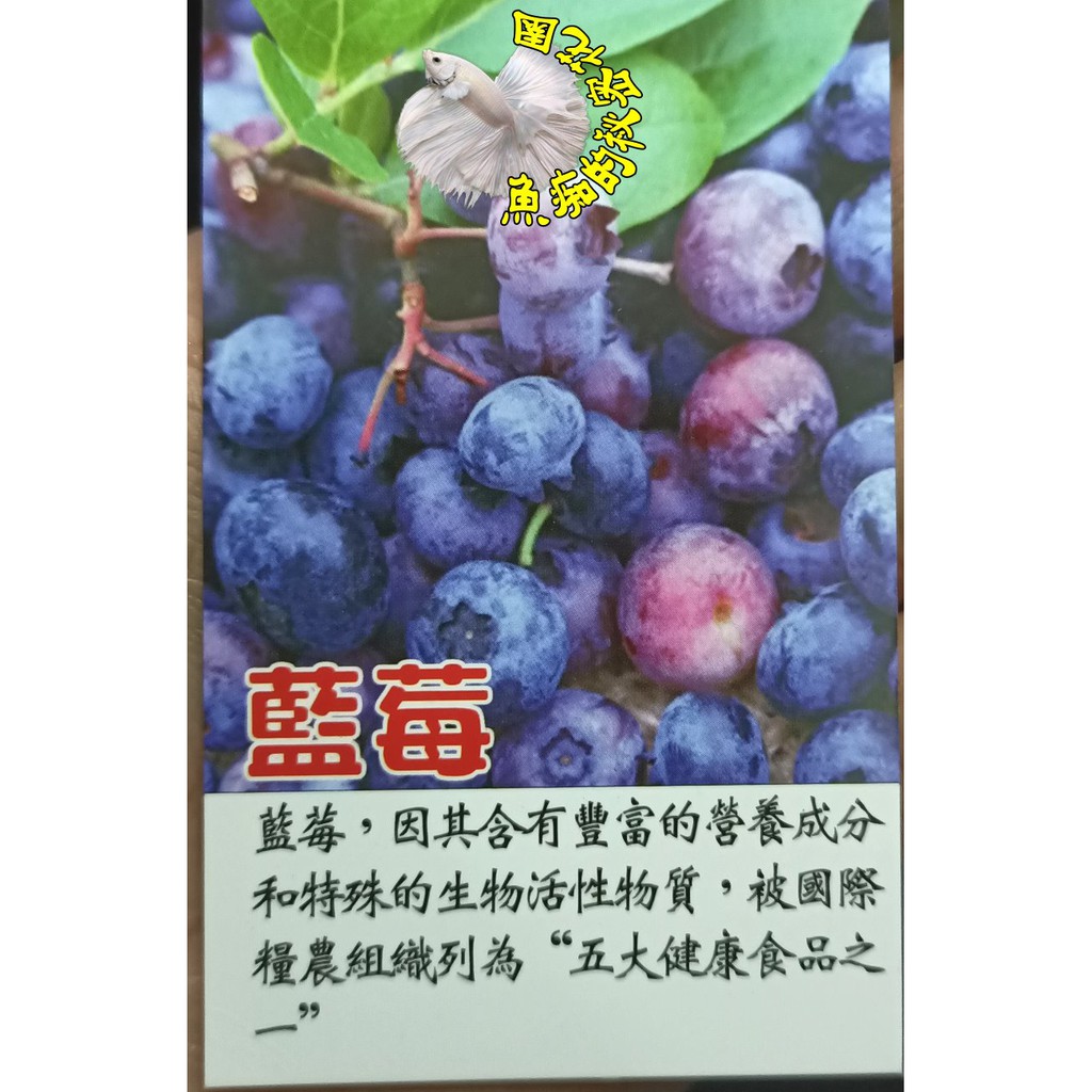 [溫帶藍莓盆栽] 5吋/6吋/8吋盆 ~3種規格~ 活體盆栽, 結果可食用 (都已經會結果了) 天氣冷才漂亮.太熱葉子醜