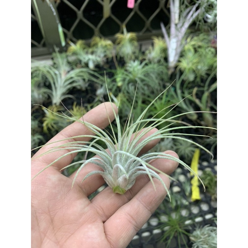 空氣鳳梨 斑馬小精靈 Ionantha zebrina