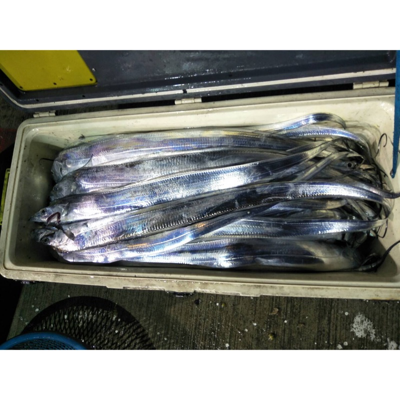 現釣白帶魚的價格推薦 21年6月 比價比個夠biggo