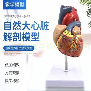 ♥❤標準 自然大心臟模型 人體心臟解剖模型真人大小1:1比例 教學講解