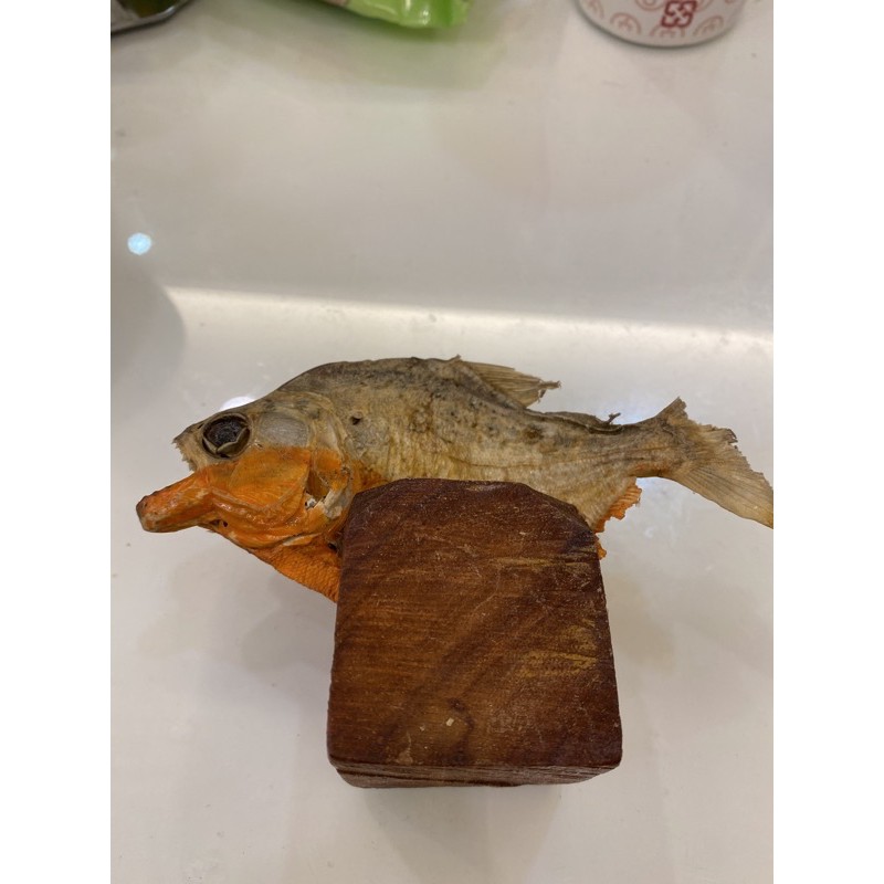 極稀有食人魚真標本巴西亞馬遜熱帶雨林 蝦皮購物