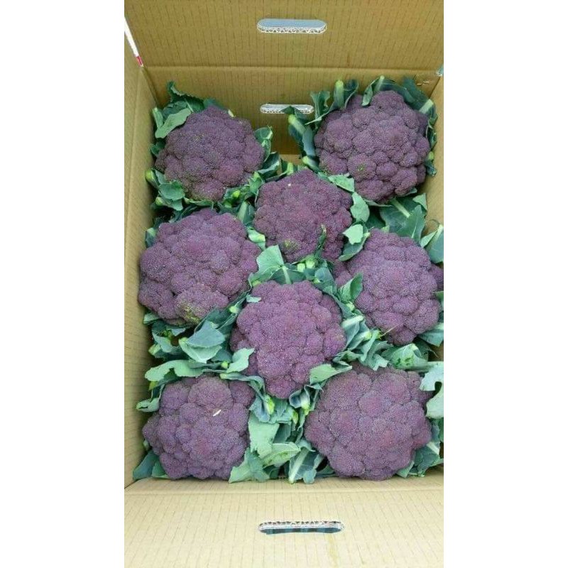 紫色花椰菜1顆65元（已售完） 380項，安全用藥檢驗合格 慧軒農場 接預購單