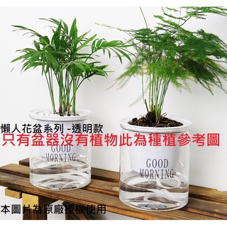 懶人花盆系列-透明款 自動吸水盆 花盆 盆栽 塑膠盆 自動吸水
