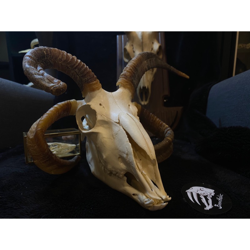 流行に 【北海道産羊】サフォーク♀頭骨標本 - - poumonquebec.ca