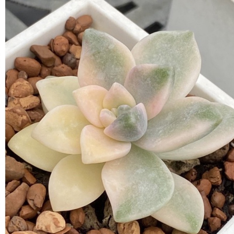 玉和軒多肉驛站 淡雪錦 多肉植物 蝦皮購物