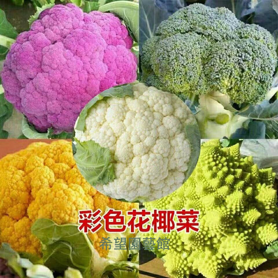 高仿錶尋花趣 黃玉花椰菜 黃色花椰菜 蔬果種子 興農牌 中包裝種子 約1ml 包 I Position 優惠推薦 21年10月 蝦皮購物台灣
