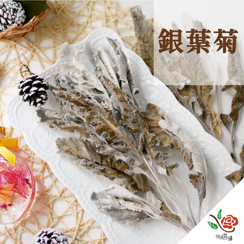 銀葉菊現貨 極度花燥 雪葉菊白妙菊銀色瓜葉菊銀葉菊不凋花永生花乾燥花花材葉材聖誕節 蝦皮購物