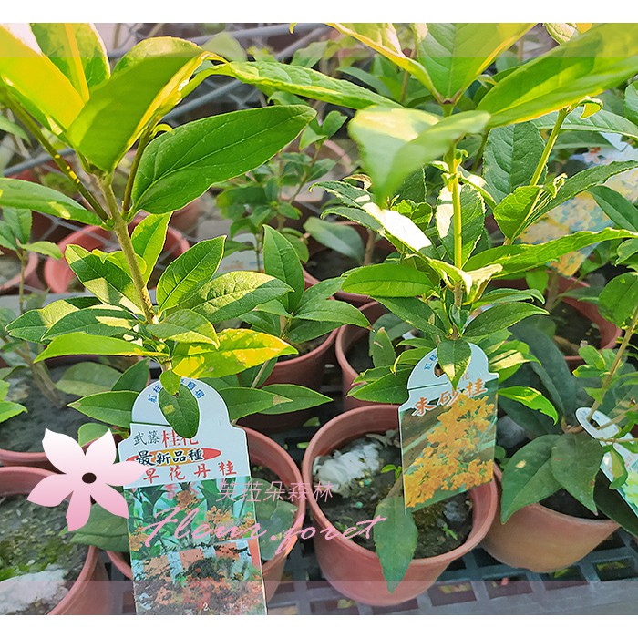 芙菈朵森林 園藝館早花丹桂桂花苗5吋盆觀花植物開花植物 蝦皮購物