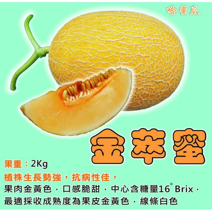 【水果種子S259】金萃蜜哈密瓜~果肉金黃色，口感脆甜，中心糖度達16度，果重約2公斤。