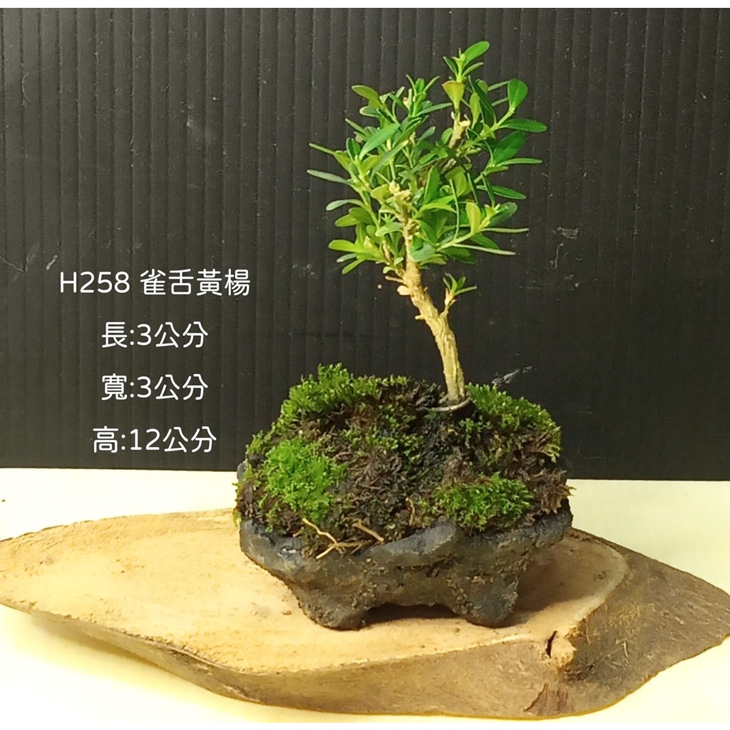 逸林   H258   雀舌黃楊  觀賞用  小品盆栽