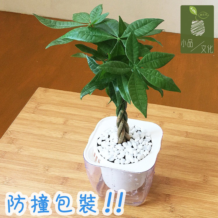 現貨 小品文化 馬拉巴栗辮子4吋透明懶人盆栽發財樹加水更方便觀葉植物室內植物水培花盆居家辦公盆花 蝦皮商城 Line購物