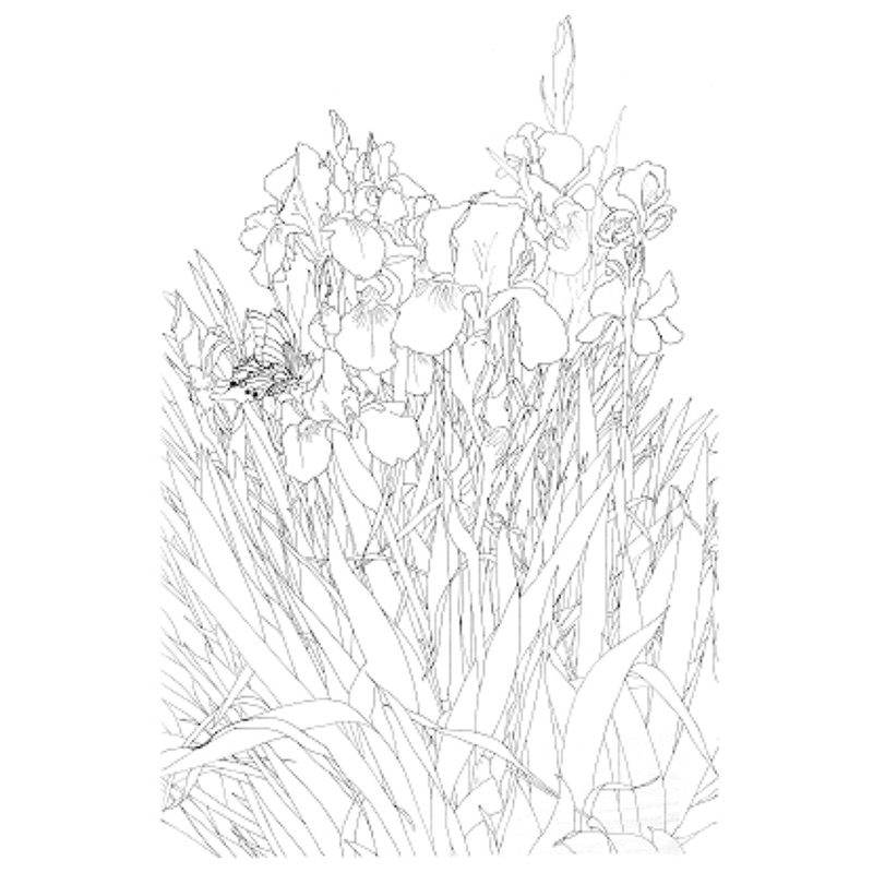 工筆畫白描圖稿 鳶尾花 蝦皮購物