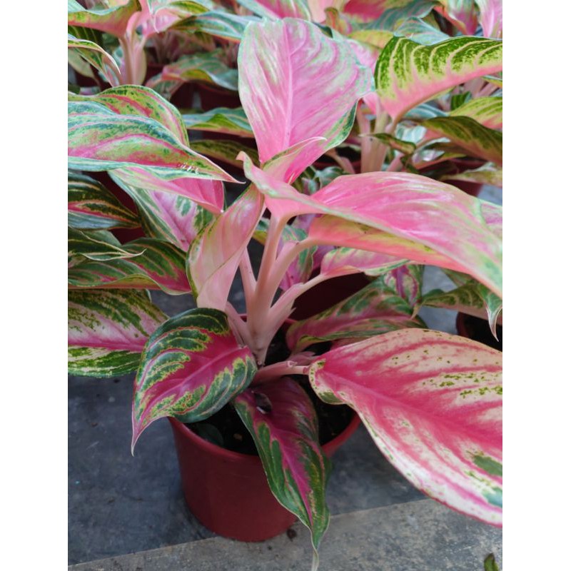 東大興農場 火狐狸粗肋草 粗肋草 5 寸盆室內植物 觀葉植物