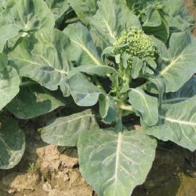 甜芥藍菜種子甜芥藍花種子甜芥藍菜台中1號芥藍芥蘭菜芥藍菜白花芥蘭蔬菜種子 農產種子郵購讚 蝦皮購物