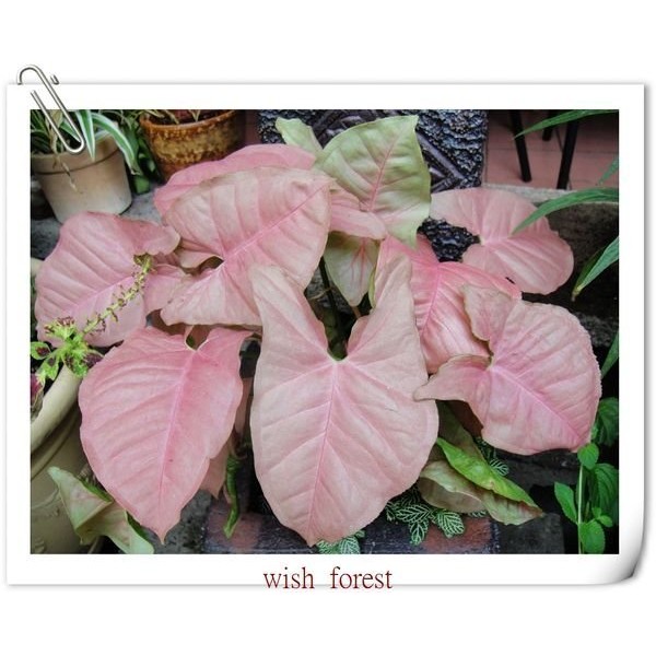 WISH FOREST【紅葉植物。粉紅佳人合果芋】。淡粉紅葉色。組合盆栽不可少的紅色系~。