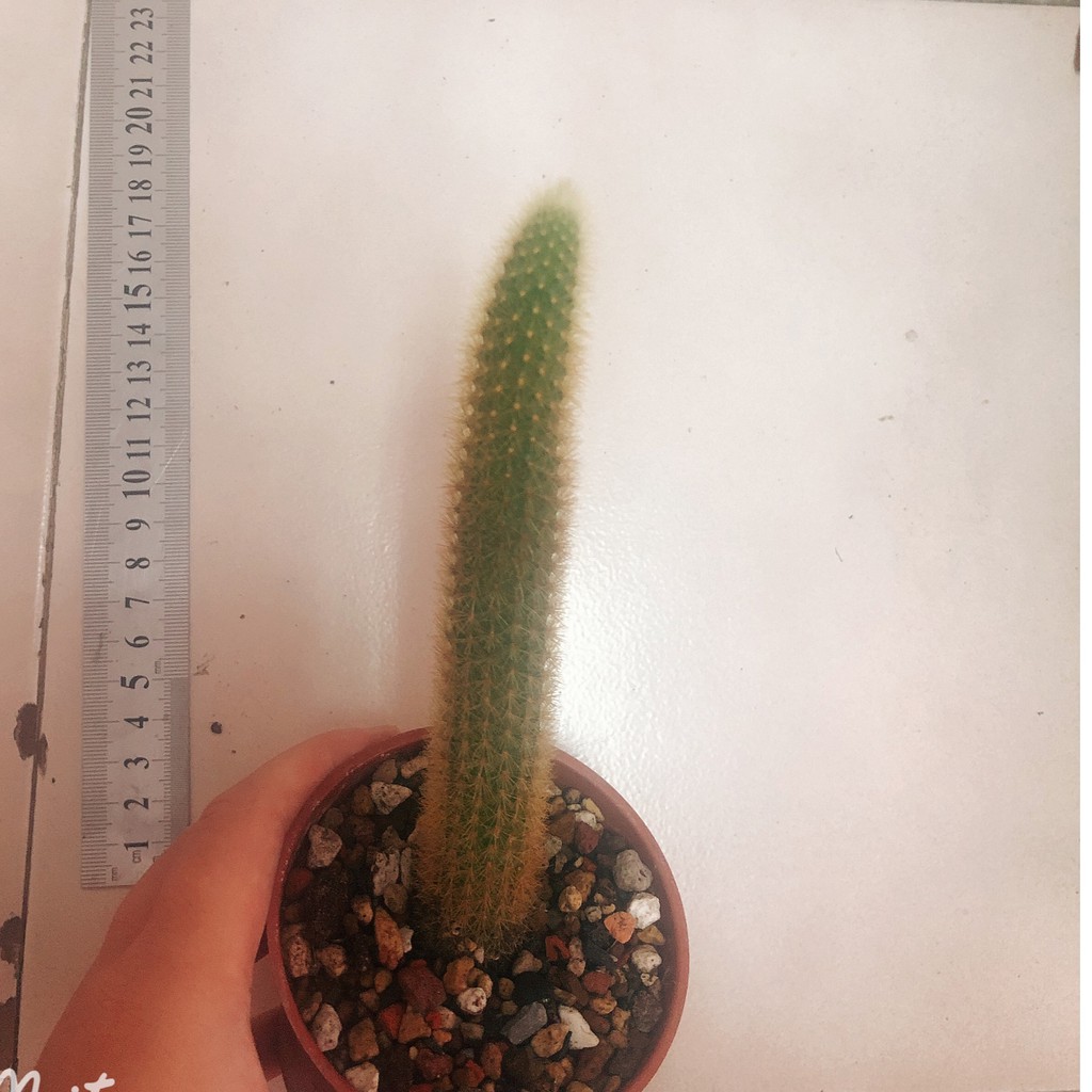 小仙肉 貓尾巴金鈕 多肉植物 仙人掌 裸根寄送 蝦皮購物