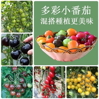 小番茄種子 新型多彩小番茄種子 聖女果種子 地栽盆栽 小西紅柿種子 千禧籽 蔬菜種子
