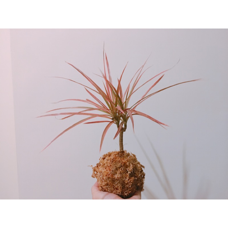 水苔球 千年木 永恆 苔玉水苔耐陰植物千年木 蝦皮購物