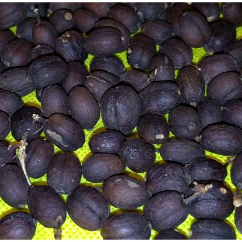 日曬處理法 未去殼咖啡豆樣品標本1公克 林口臺地種植生產咖啡 100%台灣咖啡 阿拉比卡鐵皮卡含殼咖啡生豆