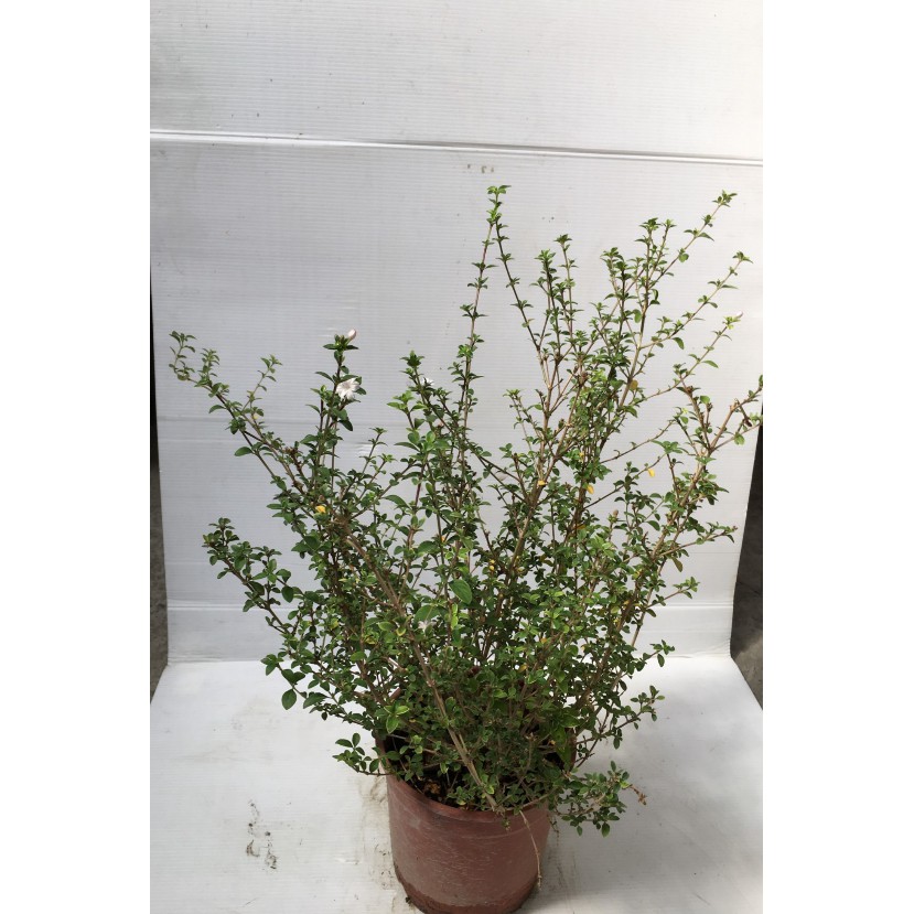 花囍園 喬木圍籬植物 紫丁香 木犀科 花冠筒圓筒形 6吋高約 25cm 蝦皮購物