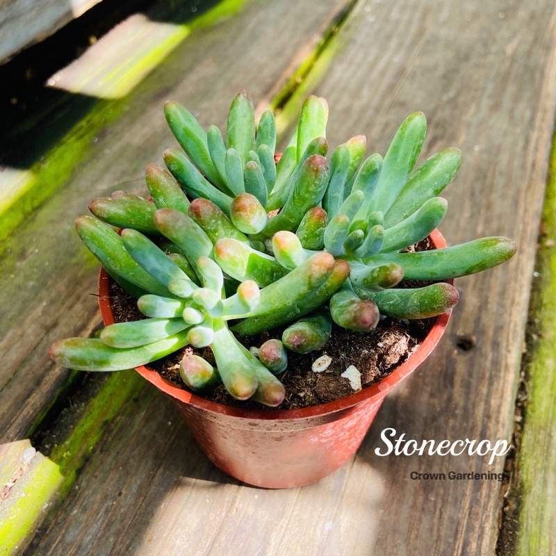 王冠園藝 乙女心stonecrop 多肉植物三吋盆栽 蝦皮購物