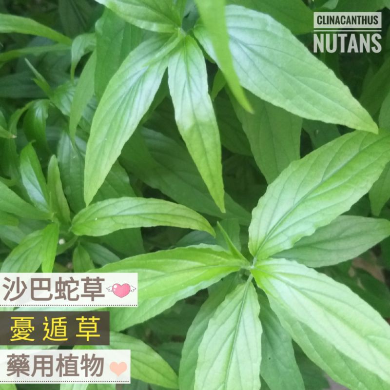 [藥用植物]：優遁草/優頓草/憂遁草/沙巴蛇草枝條15-20公分10元、3吋盆20元