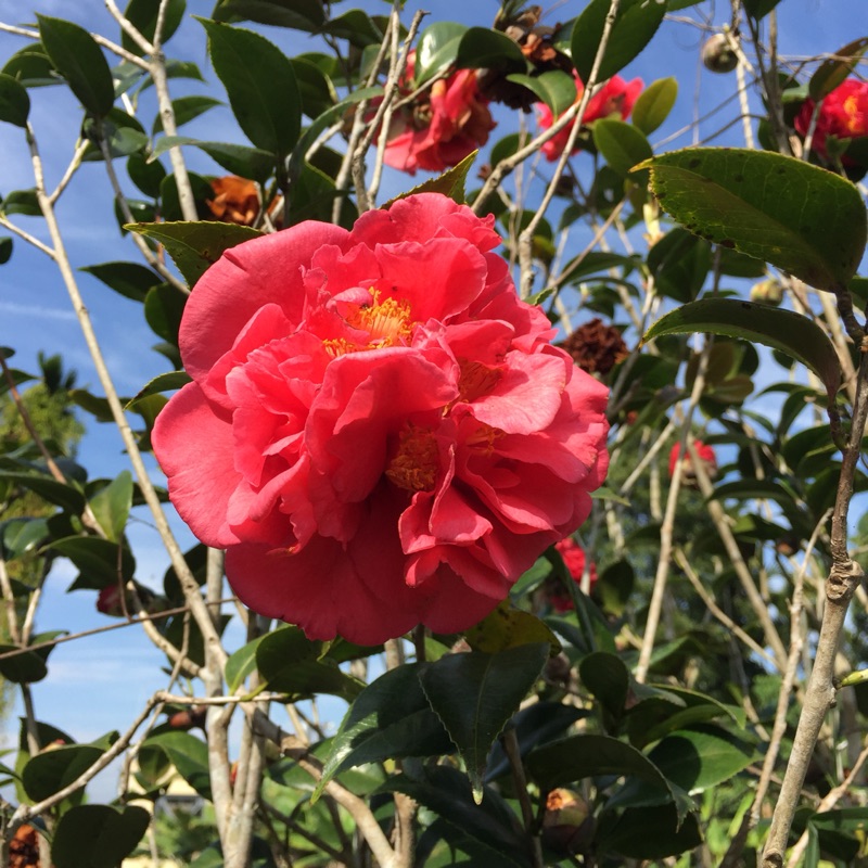 新鐵馬車行 線上商店 蝦皮購物