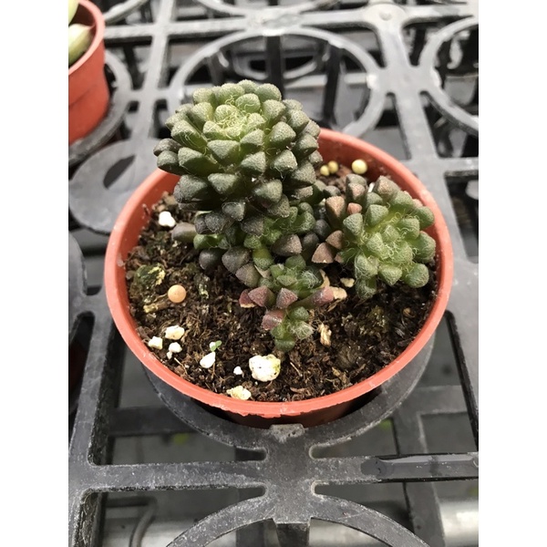 多肉植物花吹雪 蝦皮購物