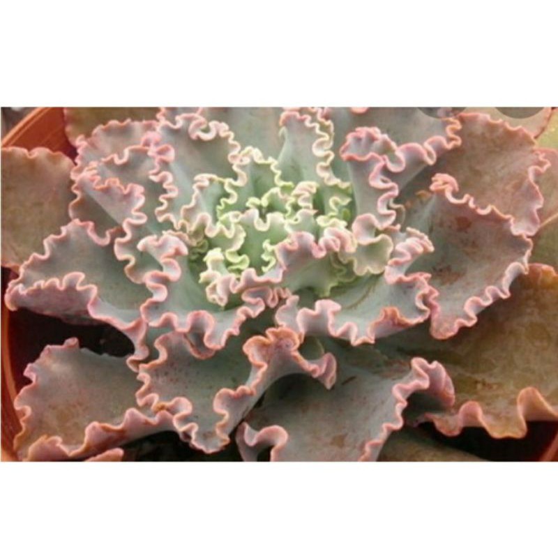 多肉植物園  藍弧  2.5寸