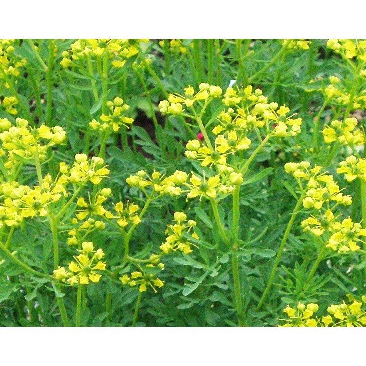 防蚊雲香 香料香草食用植物5吋盆3入 蝦皮購物