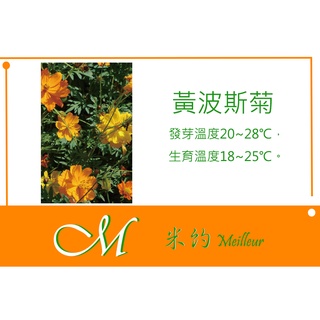 《Meilleur》黃波斯菊(美豐混色)種子 4g