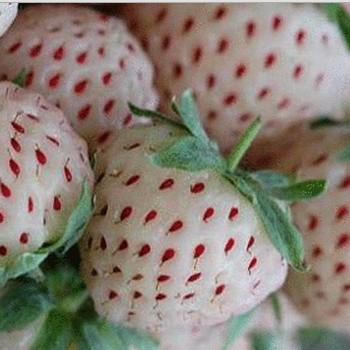 🍓【我想發芽】歐洲水果白草莓 種子 奶油草莓 菠蘿草莓 四季草莓 約40粒/包