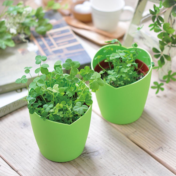 【日本限定】4-leaf clover心形栽培套組/四葉草 幸運草 (日本正版授權/四葉草/高機率/幸運禮物/植栽盆器)