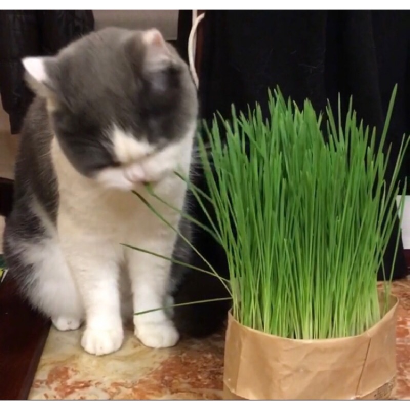 日本無印良品限定貓草栽培組diy懶人必備 蝦皮購物