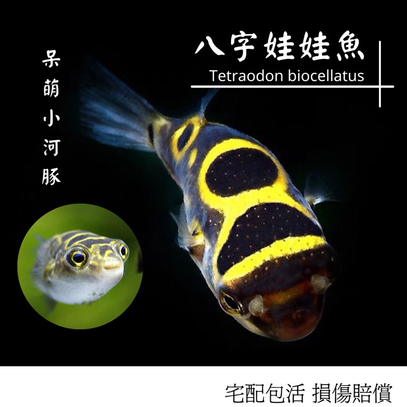 巧克力娃娃魚的價格推薦 22年1月 比價比個夠biggo