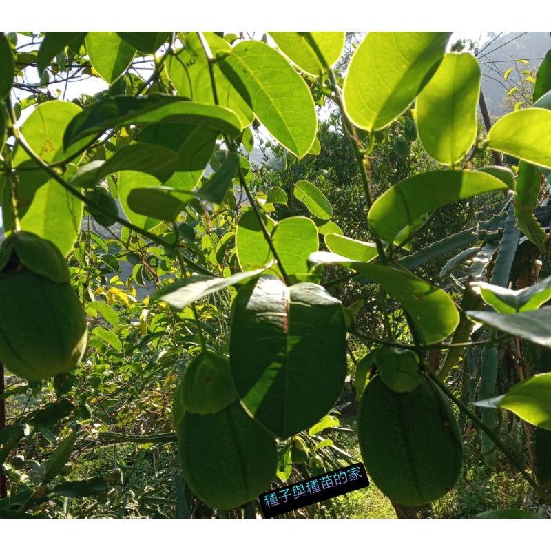 香蜜桃百香果 🎊 新品種🎊   種子  超甜不酸