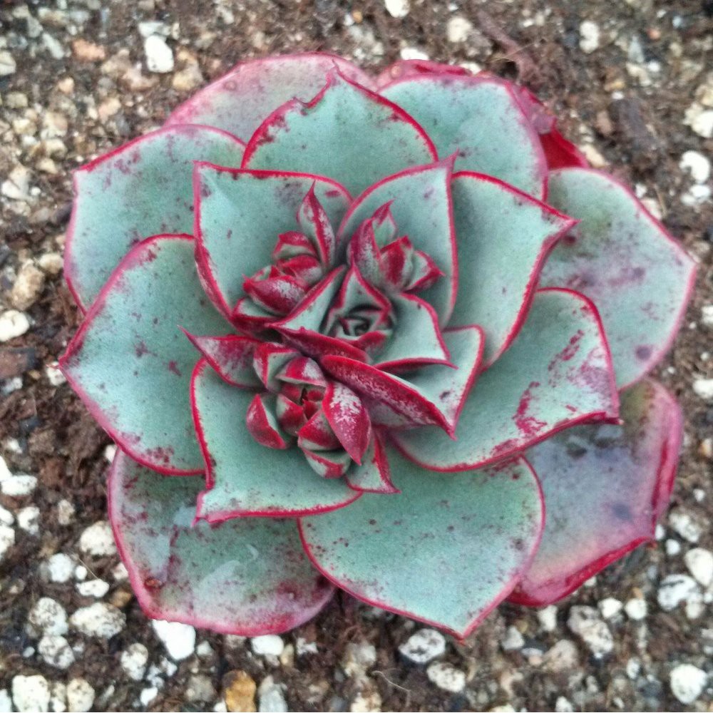開心農元 種子 多肉植物種子羅西馬變種echeveria Longissima V Brachyantha 蝦皮購物