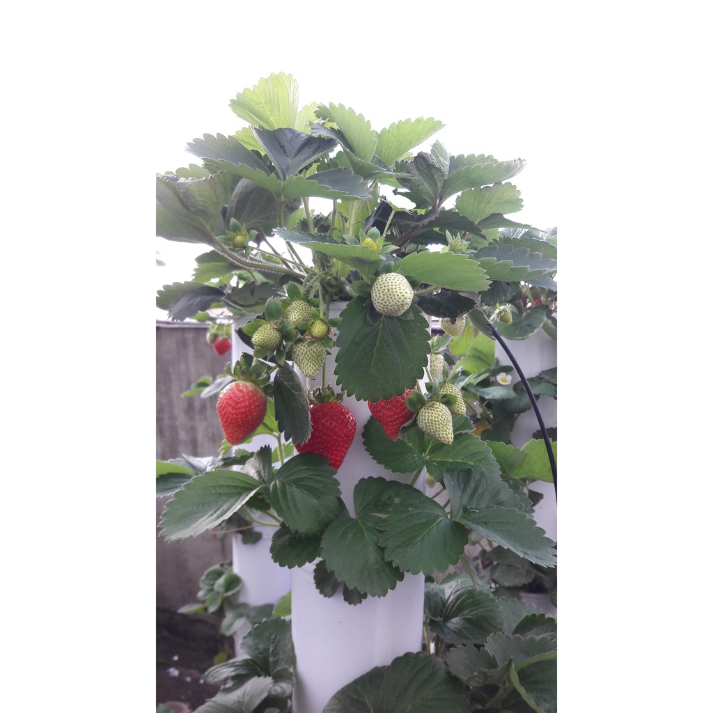 立體植栽盆 魚菜共生 自動灌溉 草莓塔,草莓苗---6盆 水耕設備