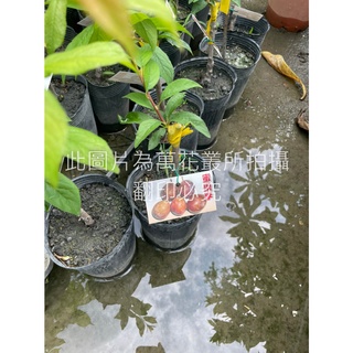 ☆萬花叢★水果苗★【蜜棗李(嫁接苗)】★4吋黑軟盆★高約20-50cm☆
