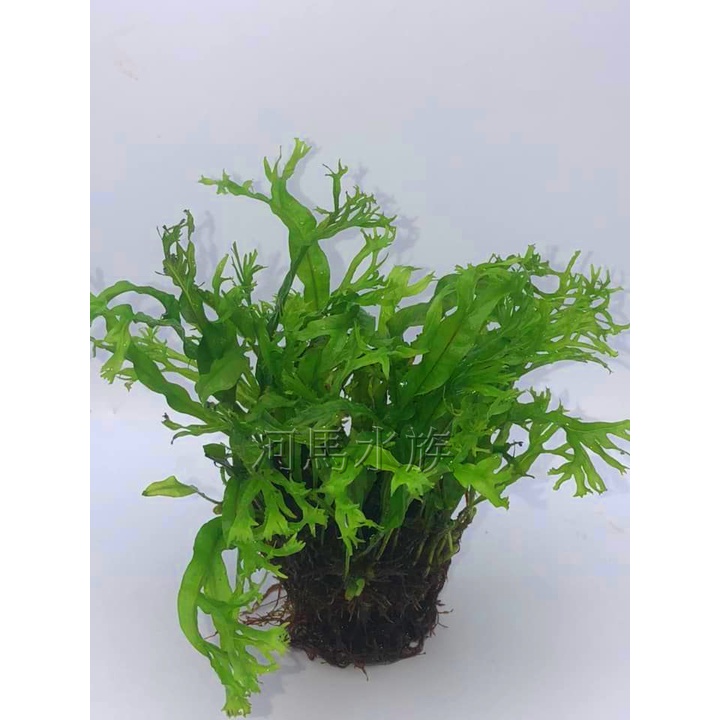 陰性水草鹿的價格推薦 22年10月 比價比個夠biggo