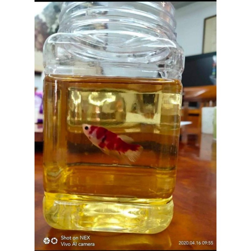 鬥魚後裔 鬥魚亞成 成魚單獨叼養塑膠瓶 不易霧化塑膠方瓶 無蓋 蝦皮購物