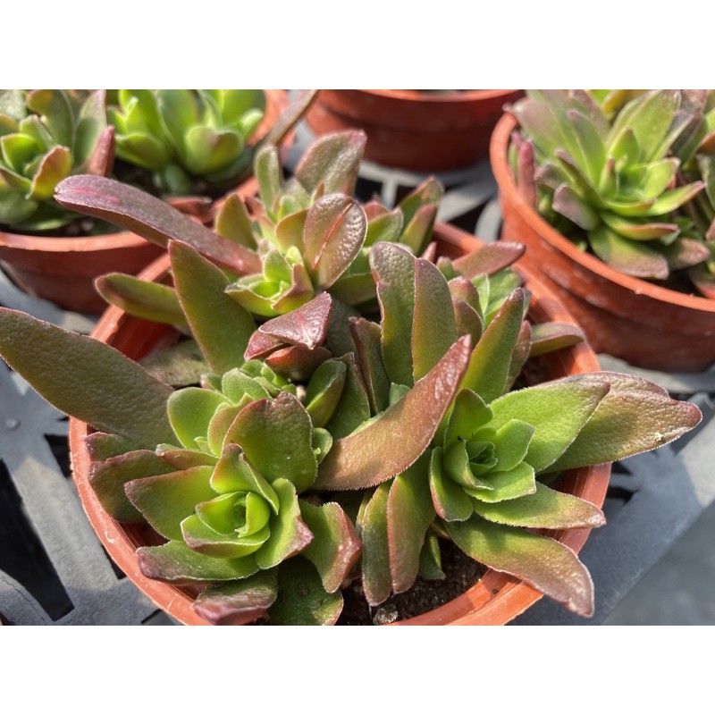 多肉好好買多肉植物赤鬼城 蝦皮購物